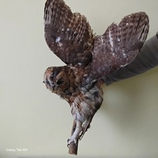 Taxidermie Chouette Rapace