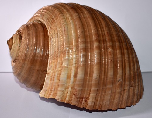 Sea shell coquillages - shell,