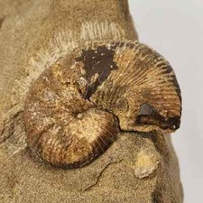 Ammonite in Matrix (in situ)