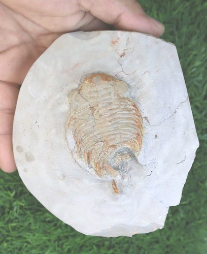 Rare cambrian neltneria - rare,