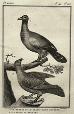 TETRAS COQ BRUYERE POULE