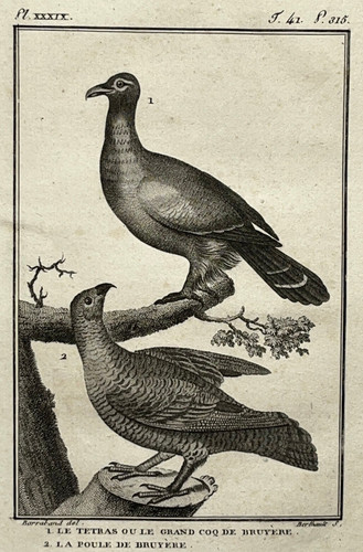 Tetras coq bruyere - coq, poule