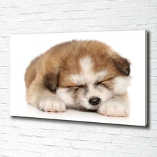 Tulup Image Sur Toile Tableau Imprimé 100x70cm - Chiot Akita