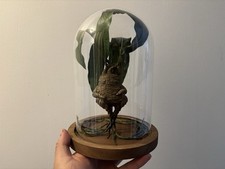 Globe mandragore Cabinet de