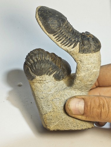 Trilobites paralejurus - trilobites,