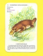 Carte - Mammifères extraordinaires - Ornithorynque