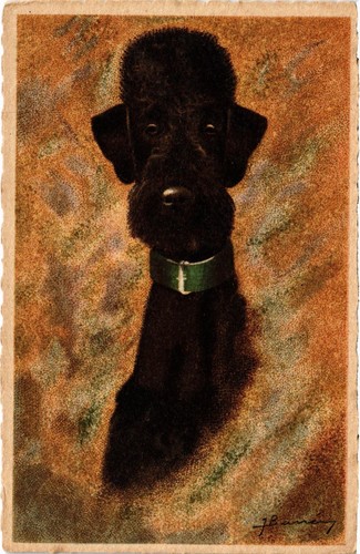 Caniche noir artist - caniche,