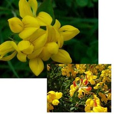 Graines De Lotus Corniculatus Sur 120 Gr De Fleurs Sauvages Jaunes