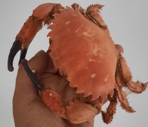 Curiosité taxidermie - curiosité,