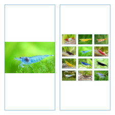 5 Crevette XL BLUE JELLY