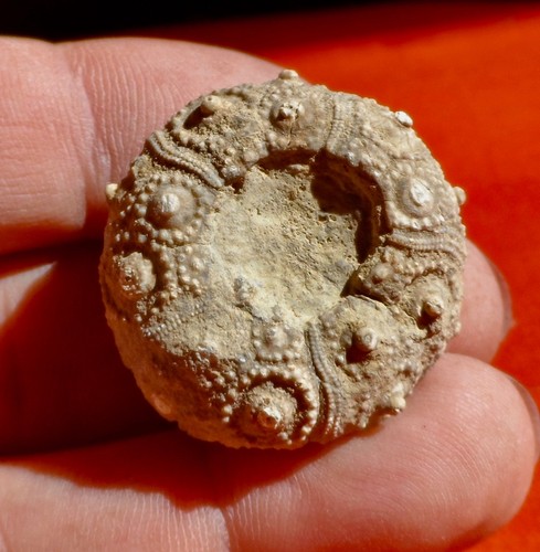Oursin fossile jurassique - oursin, de