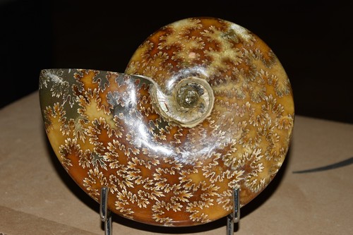 Grande ammonite cleoniceras - grande,