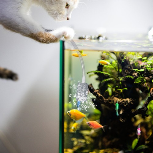 Pompe bulleur aquarium - pompe,