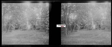 Jardin, forêt, Plaque verre photo stéréo, négatif noir & blanc 4,5x10,7 cm