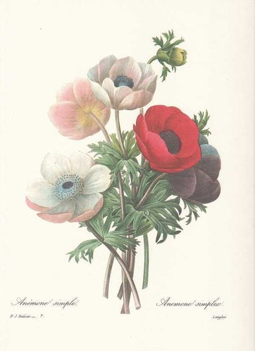 Anémone coronaria - coronaria,