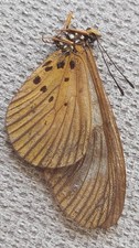 insecte entomology lepidoptere