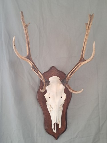 Trophée cerf élaphe 10 - de,