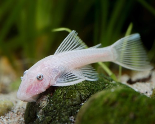 Ancistrus snow white poissons - snow,
