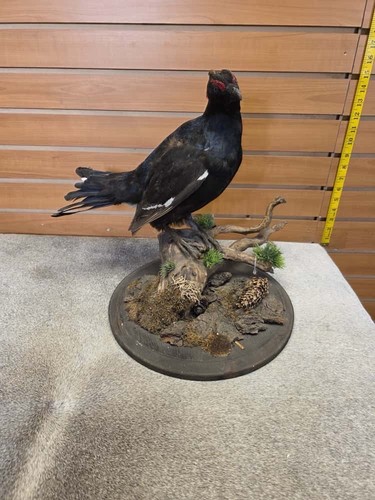 Jtv236 black grouse bird - jtv236,