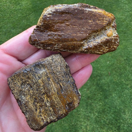 Mosasaur jaw section pieces - section, no