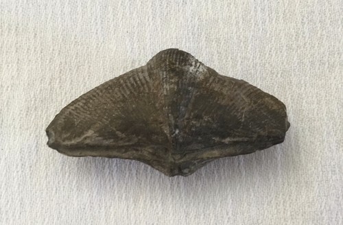 Superbe fossile brachiopode - superbe,