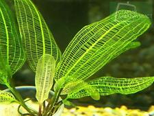 rare aponogeton madagascariensis fenestralis plante dentelle AVEC FEUILLES