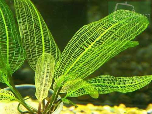 Rare aponogeton - rare,