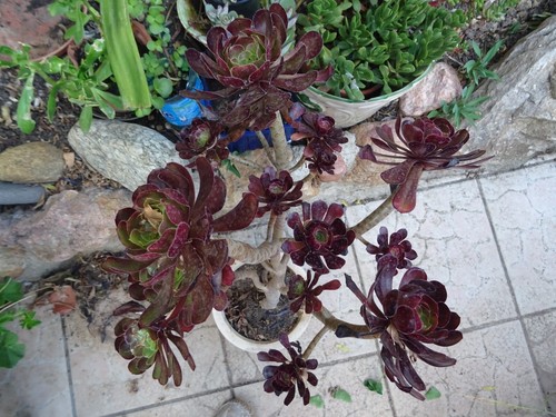 Déco terrasse jardin - =,