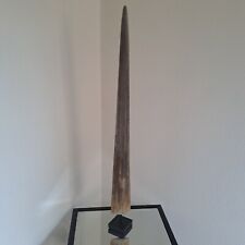 Taxidermie, véritable rostre