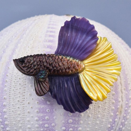 Siamois betta combattant - siamois,