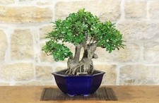 Bonsaï ficus panda - ficus, (25)