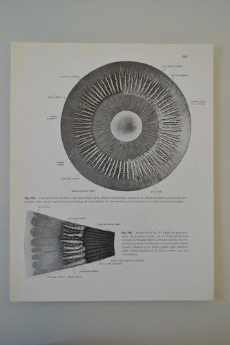 Planche anatomie humaine - planche,