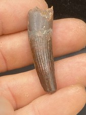 1.76"/ 4,7 Cm Nice Colored