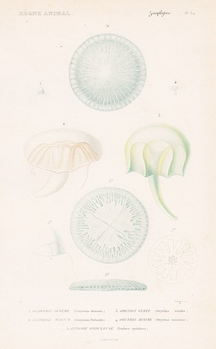 Méduse geryonia dinema - méduse,