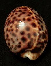 Cypraea Tigris , PORCELAINE