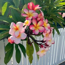 Graines fraîches de Plumeria