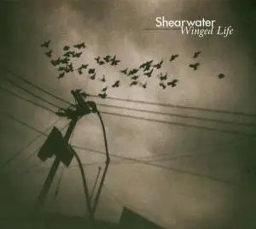 Shearwater winged life - shearwater,