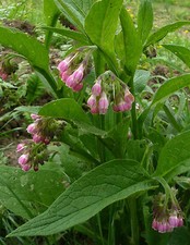 25 Graines de Consoude Officinale Symphytum officinale NON traitées ENGRAIS BIO