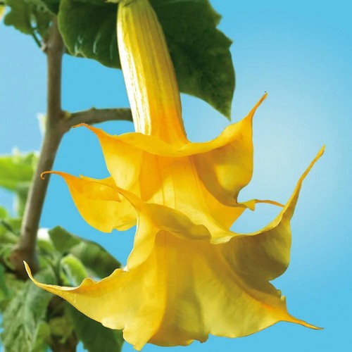 Angel trompet yellow - angel's,