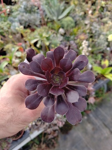 Aeonium plum purdy big - "plum, purdy"