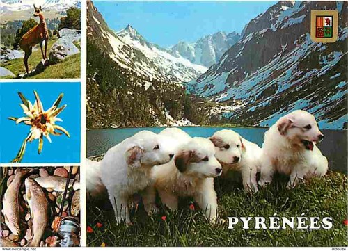 Carte postale animaux - carte,