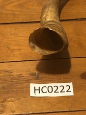 Hill Country Cow large horn