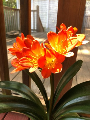 Clivia daruma orange - daruma,