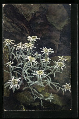 Carte postale artiste - carte, d'artiste