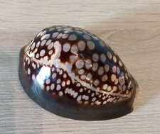 Cypraea Mauritiana 8,3 cm - Belle Brillance et Bon État !