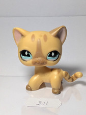 Petshop Chat Européen 886 ref