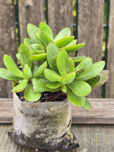Crassula money maker - crassula,