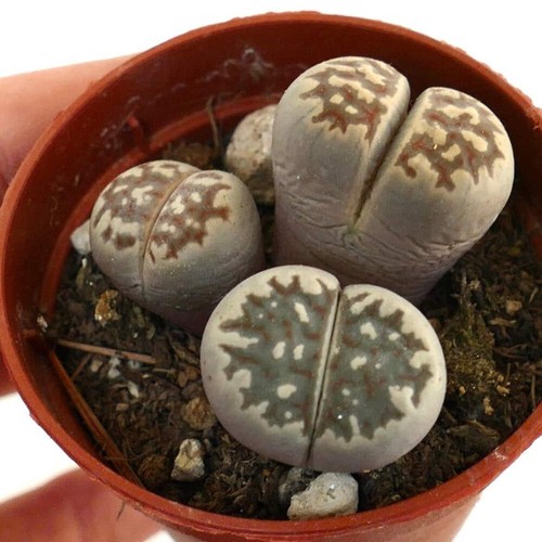 Lithops dorotheae c124 - lithops, (cole