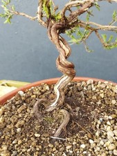 Bonsaï Thym Méditerranée 17