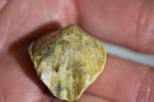 grand Brachiopode Tomestenoporhychus rudkini devonien Voronezh Russie